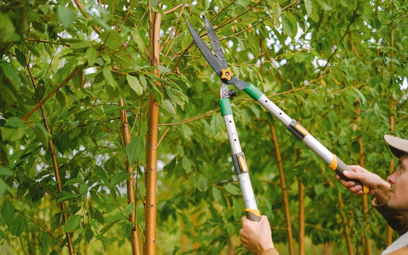 Tree trimming in Tangipahoa, LA